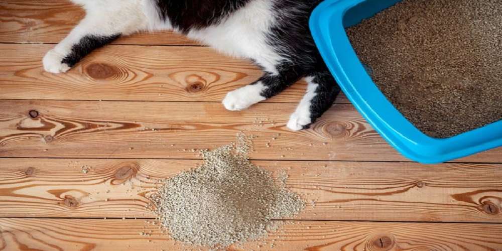 Evdeki Kedi Kokusu Nasıl Temizlenir